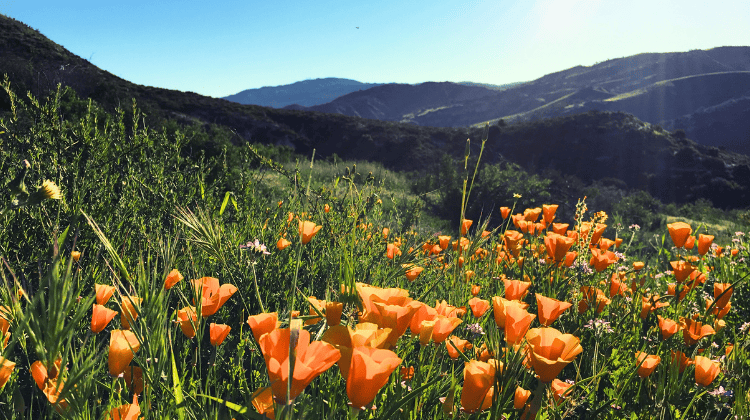 2025 Wildflowers in OC + Best Kid-Friendly Spots to See Them