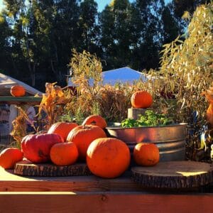 Best Outdoor Fall Family Traditions in OC 2025